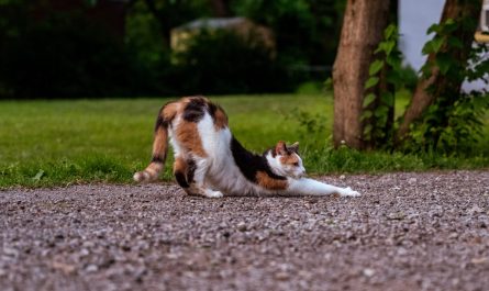 Photo Cat stretching