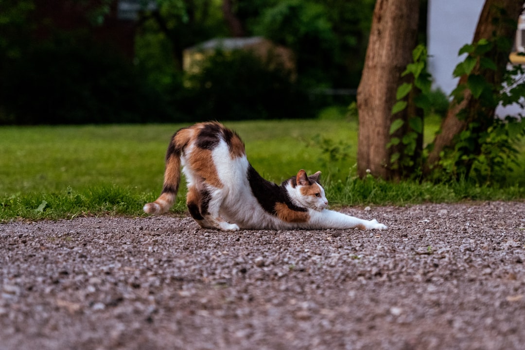 Photo Cat stretching