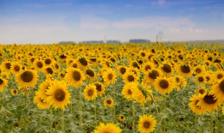 Photo Sunflower field