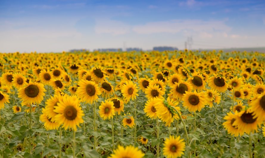 Big Sunflower Seeds: A Nutritious Snack