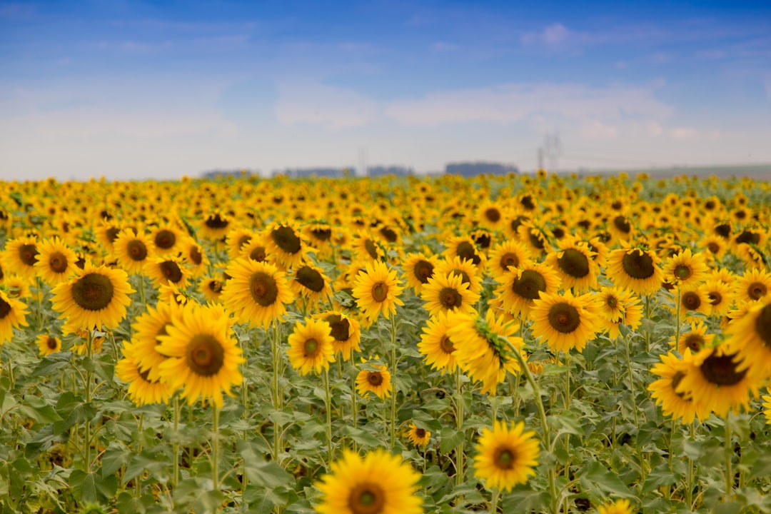 Photo Sunflower field